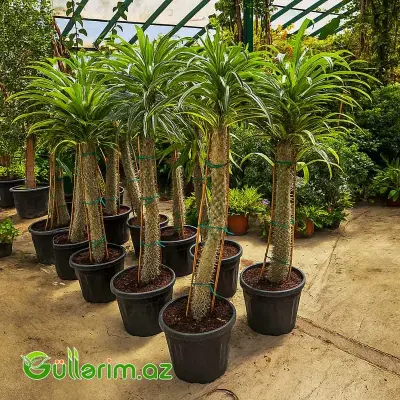 Palma (Madaqaskar Xurması)