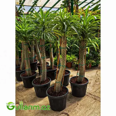 Palma (Madaqaskar Xurması)