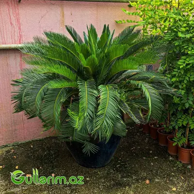 Sago Palma (Saqo Xurması)