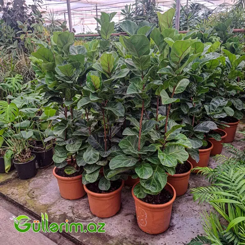 Ficus lyrata (Fikus lirata)