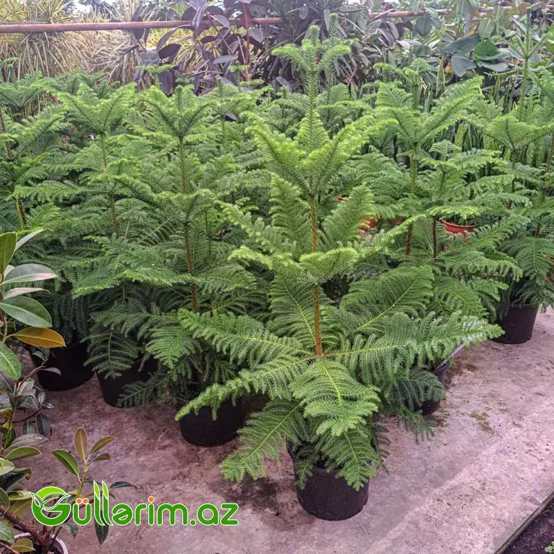 Araucaria (Norfolk Şamı)