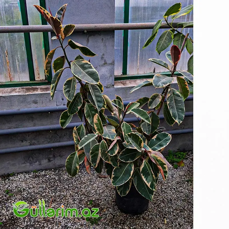 Ficus Elastica (Fikus elastika)