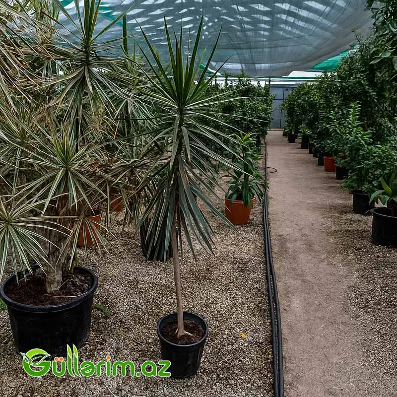 Dracaena Marginata (Drasena Marqinata)