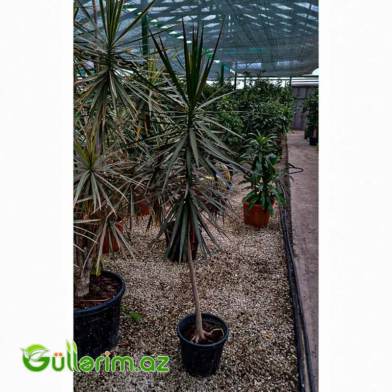 Dracaena Marginata (Drasena Marqinata)