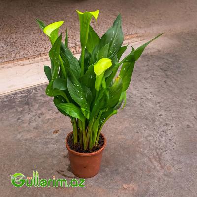 Kalla Zambağı (Zantedeschia / Calla Lily)