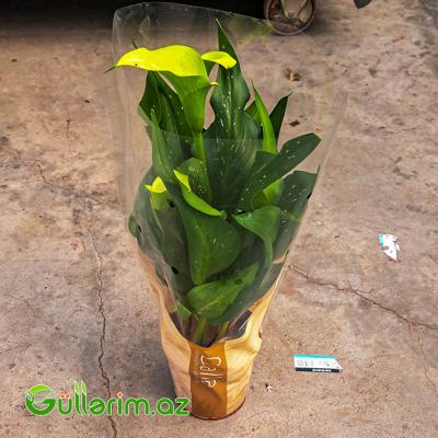 Kalla Zambağı (Zantedeschia / Calla Lily)