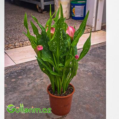 Kalla Zambağı (Zantedeschia / Calla Lily)