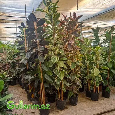 Ficus Elastica (Fikus elastika)