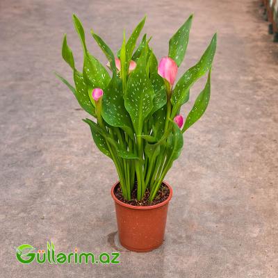 Kalla Zambağı (Zantedeschia / Calla Lily)