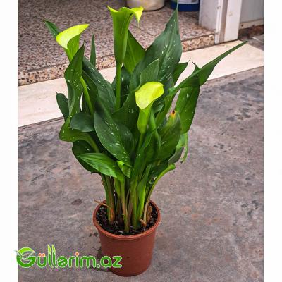 Kalla Zambağı (Zantedeschia / Calla Lily)