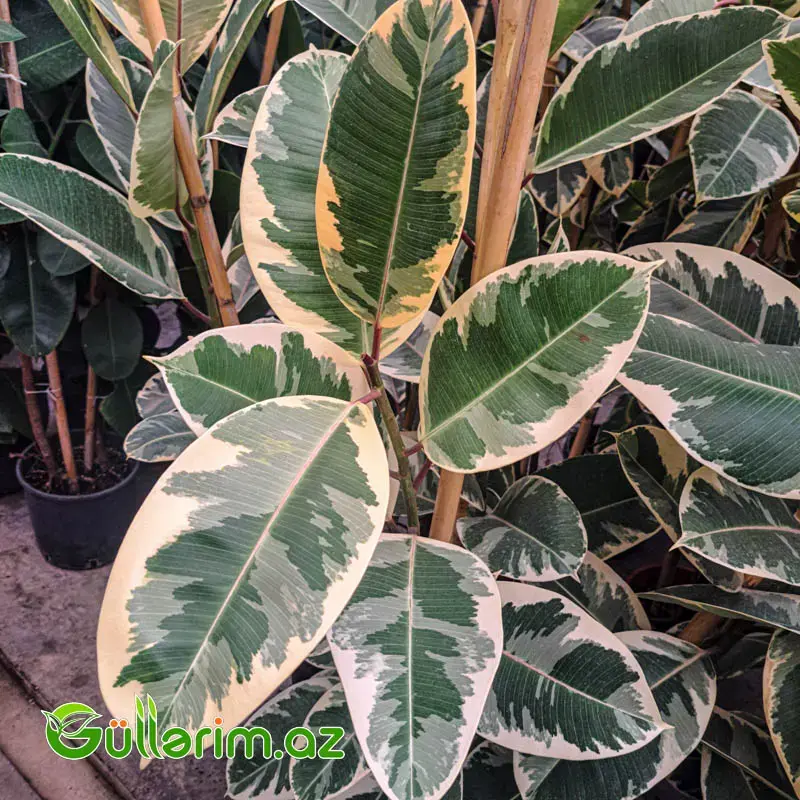 Ficus Elastica (Fikus elastika)