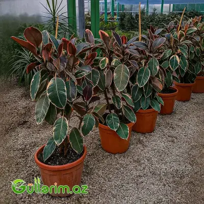 Ficus Elastica (Fikus elastika)