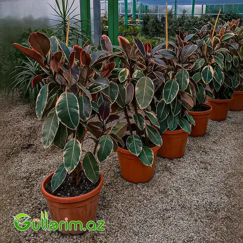 Ficus Elastica (Fikus elastika)