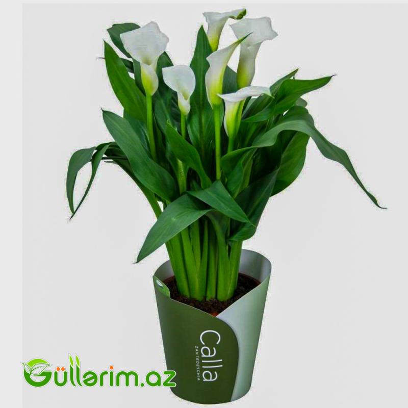 Kalla Zambağı (Zantedeschia / Calla Lily)