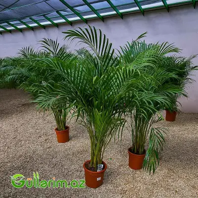 Areca Palm (Areka Palma)