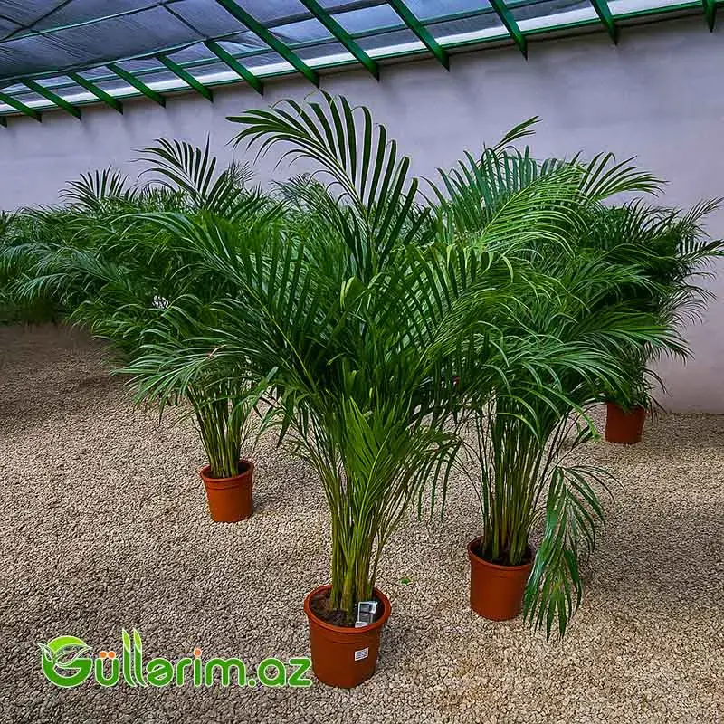 Areca Palm (Areka Palma)