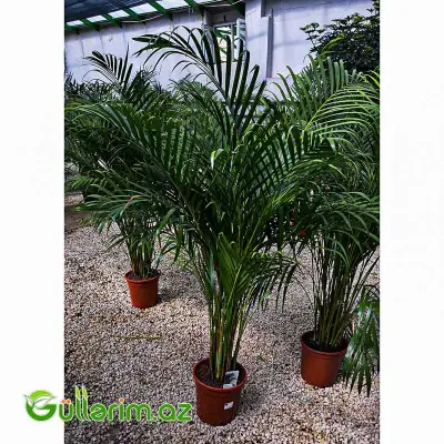 Areca Palm (Areka Palma)