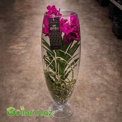 Vanda Orxideya (Vanda Orchid)