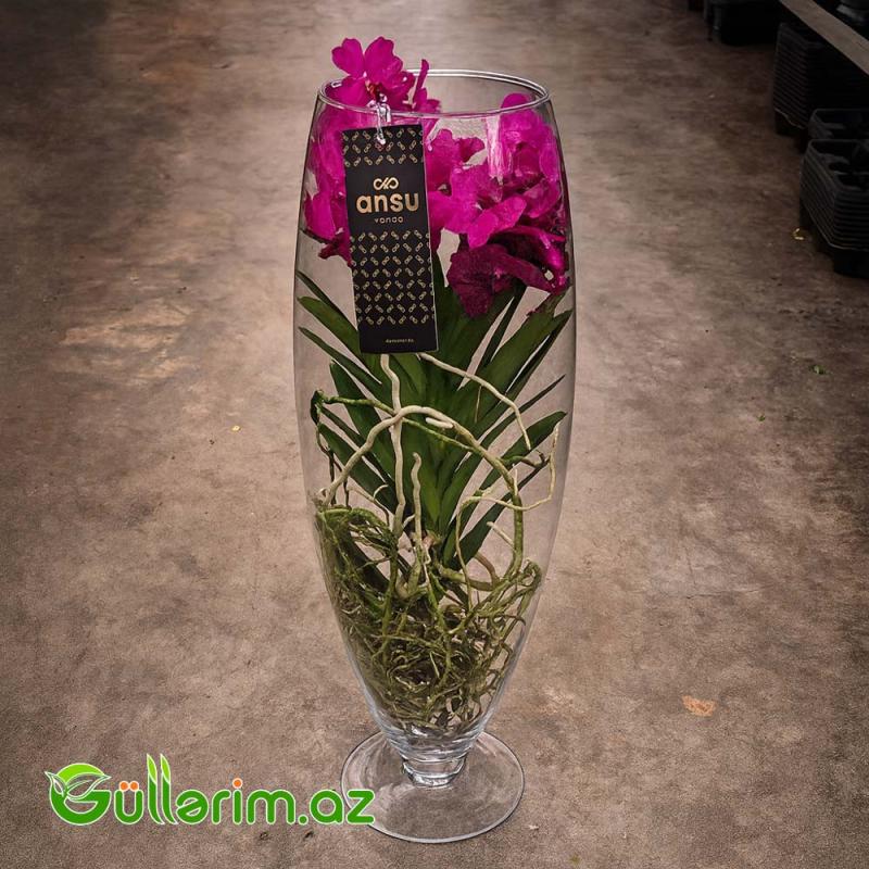 Vanda Orxideya (Vanda Orchid)