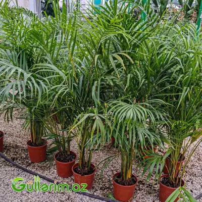 Areca Palm (Areka Palma)