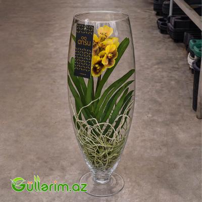 Vanda Orxideya (Vanda Orchid)