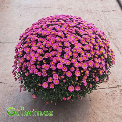 Xrizantema (Chrysanthemum morifolium)