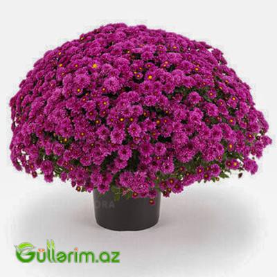 Xrizantema (Chrysanthemum morifolium)