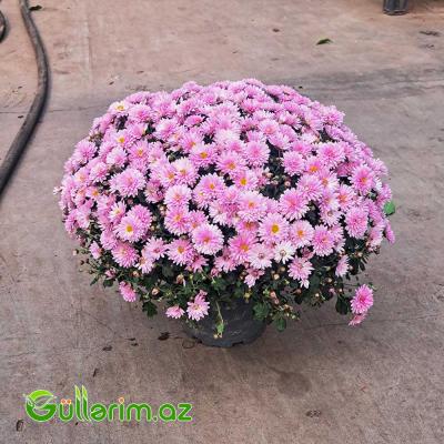 Xrizantema (Chrysanthemum morifolium)