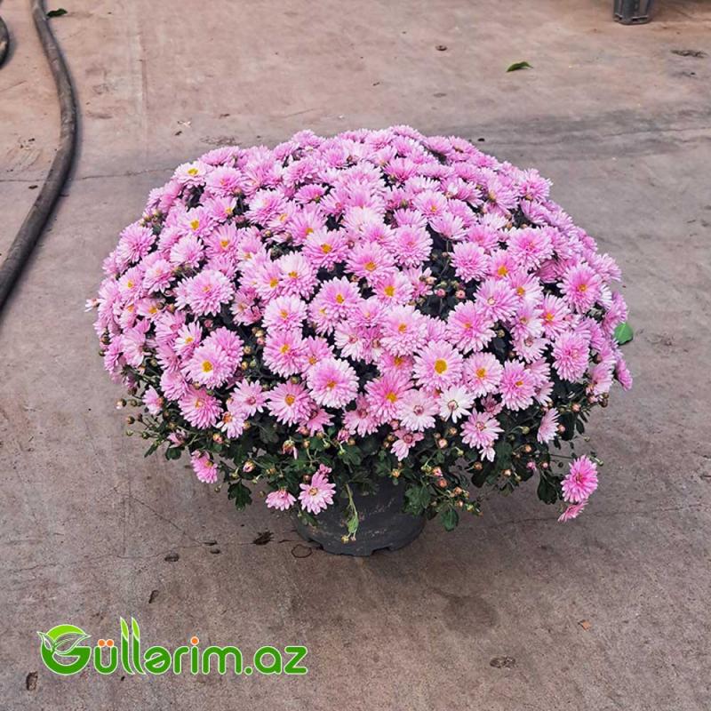 Xrizantema (Chrysanthemum morifolium)