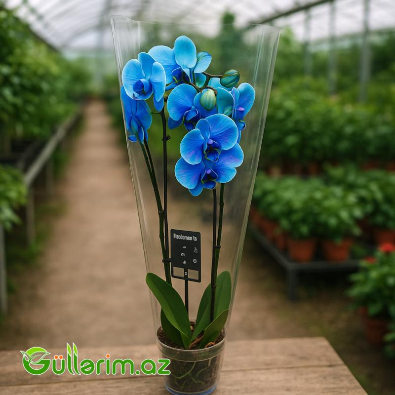Mavi Orxideya (Phalaenopsis Blue Orchid)