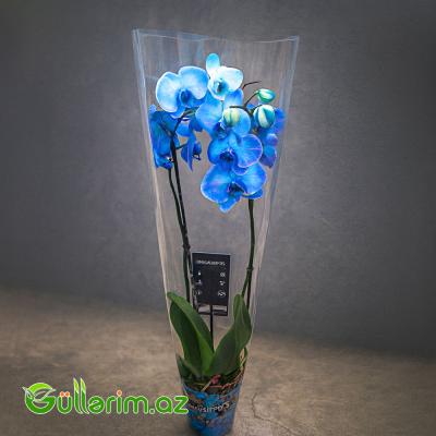 Mavi Orxideya (Phalaenopsis Blue Orchid)