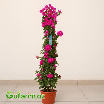Bugenvilliya (Bougainvillea spectabilis)