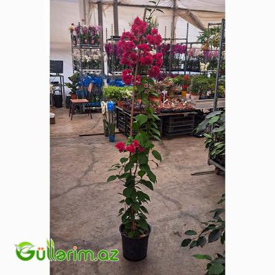 Bugenvilliya (Bougainvillea spectabilis)