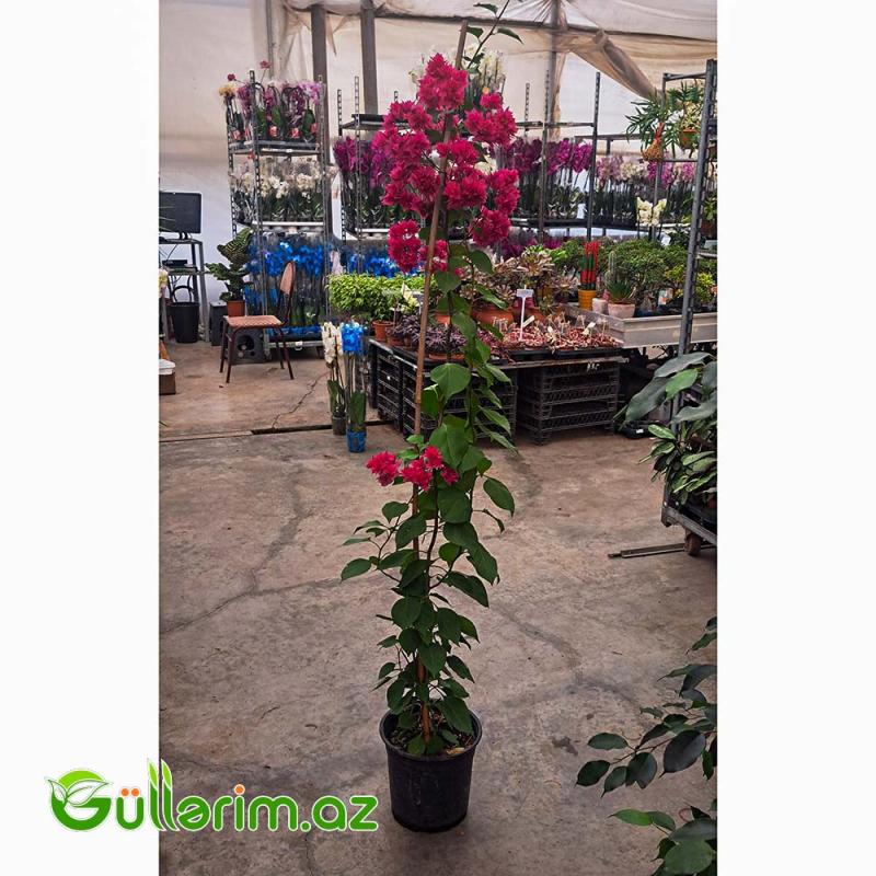 Bugenvilliya (Bougainvillea spectabilis)