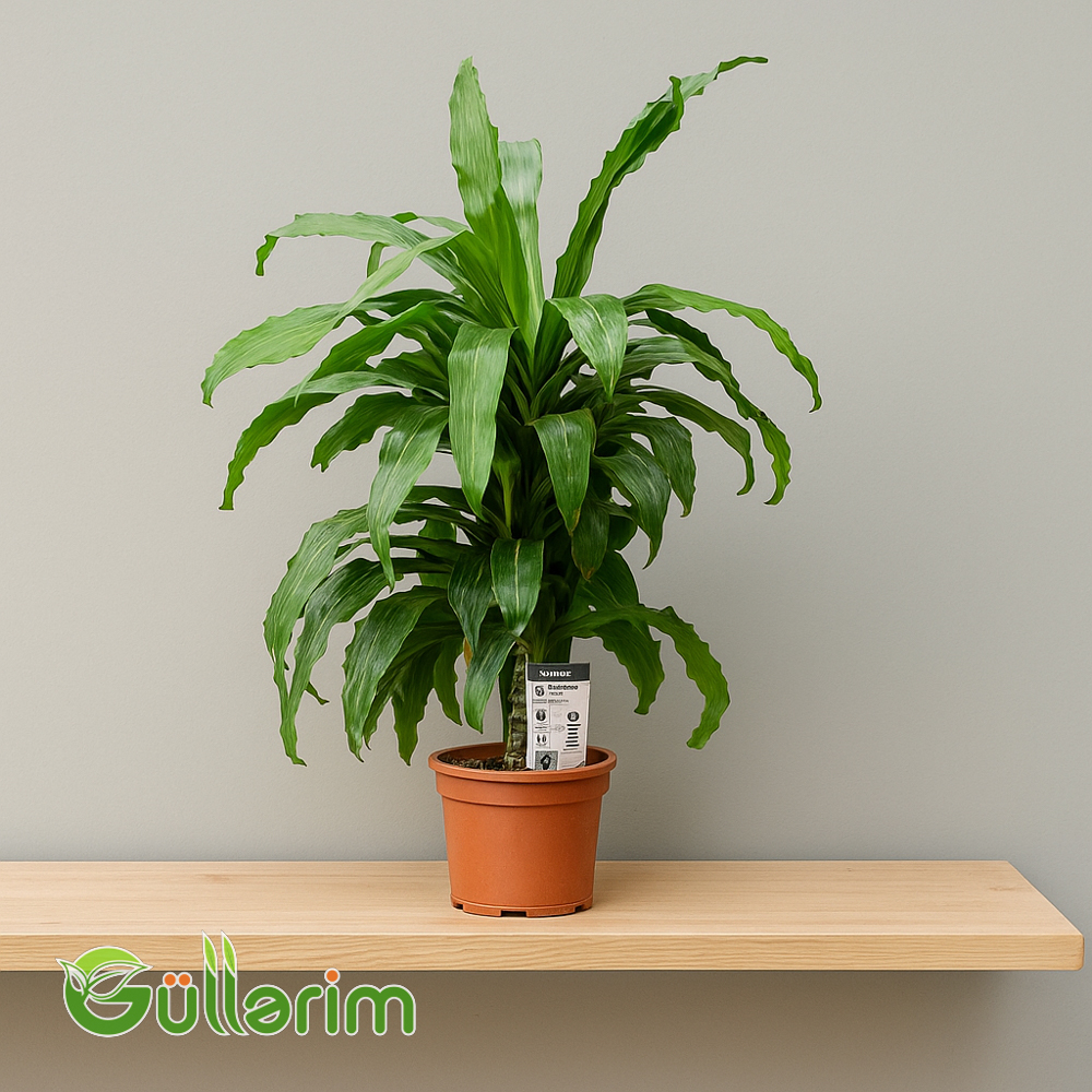Dracaena fragrans (Dracaena)
