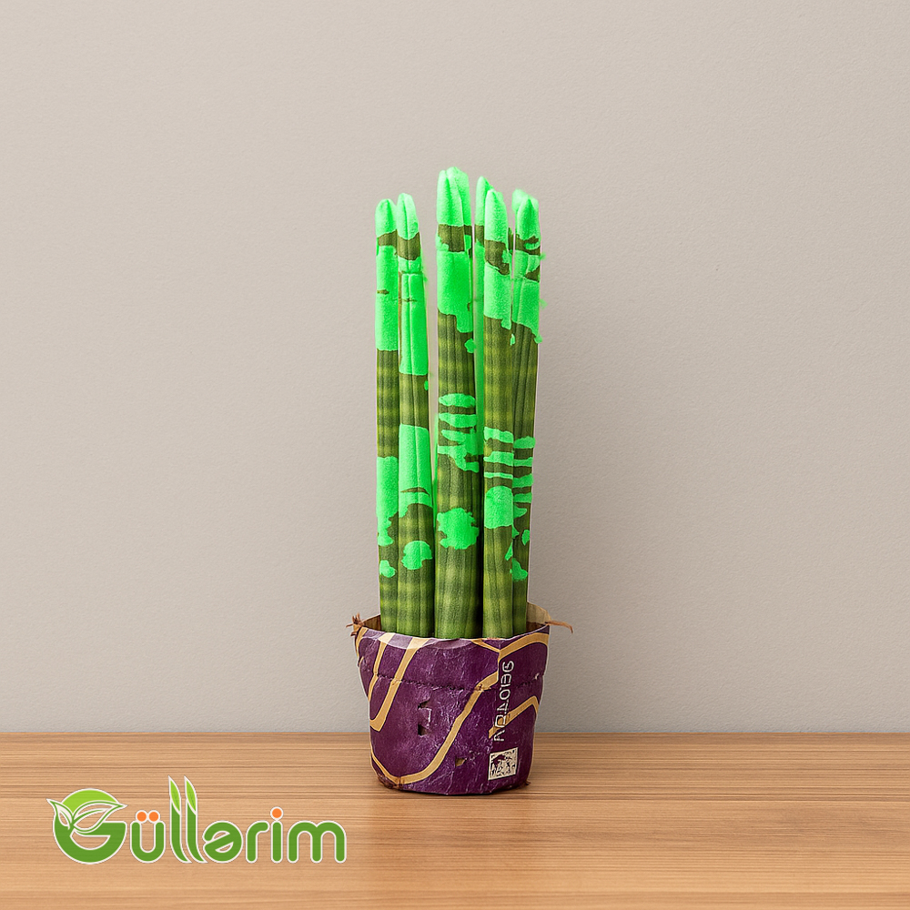 Sansevieria (Sansiveriya)