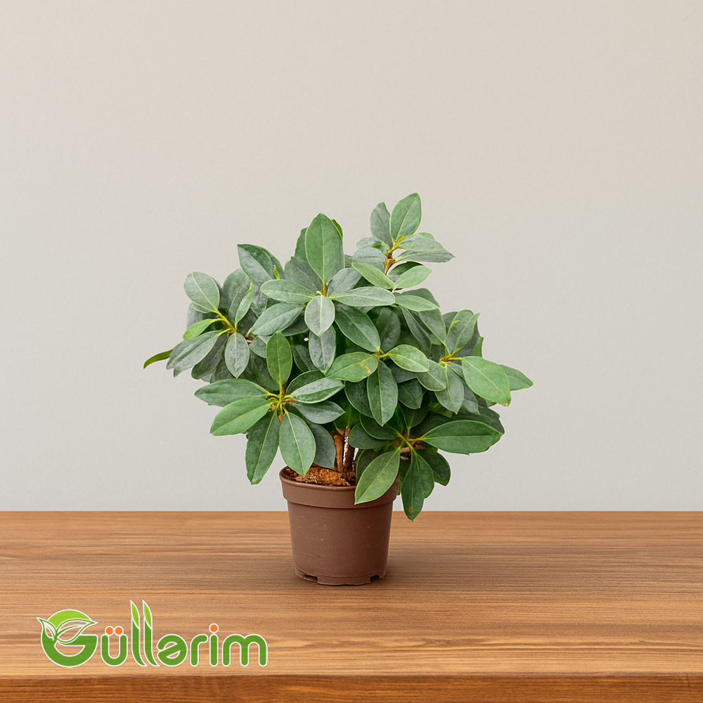 Schefflera (Şeflera)