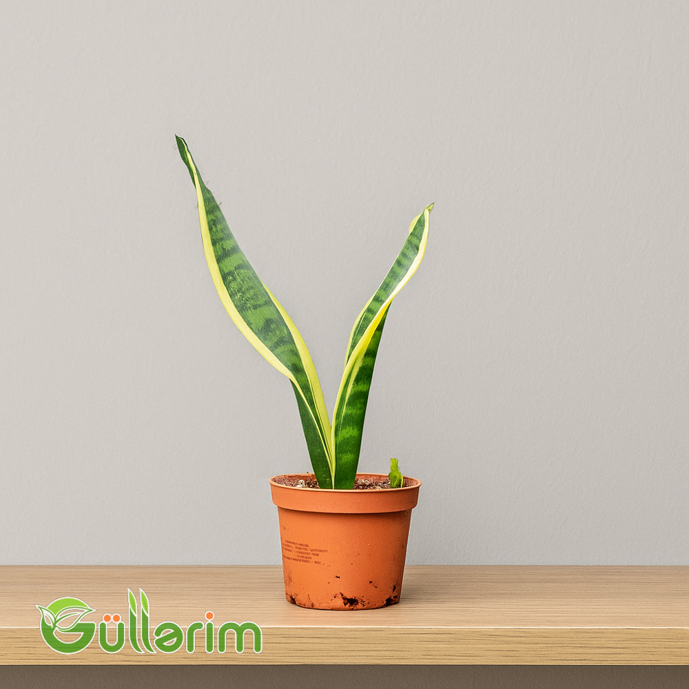 Sansevieria (Sansiveriya)
