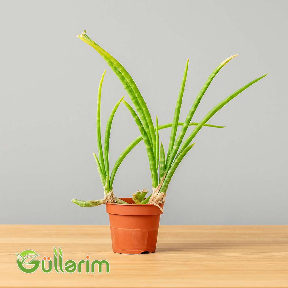 Sansevieria (Sansiveriya)
