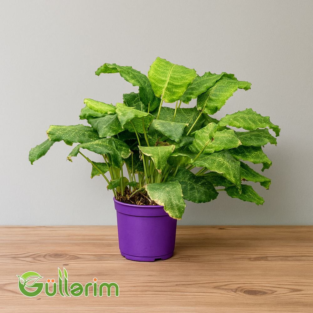 Asplenium nidus (Çəhrayı Dadılcan)