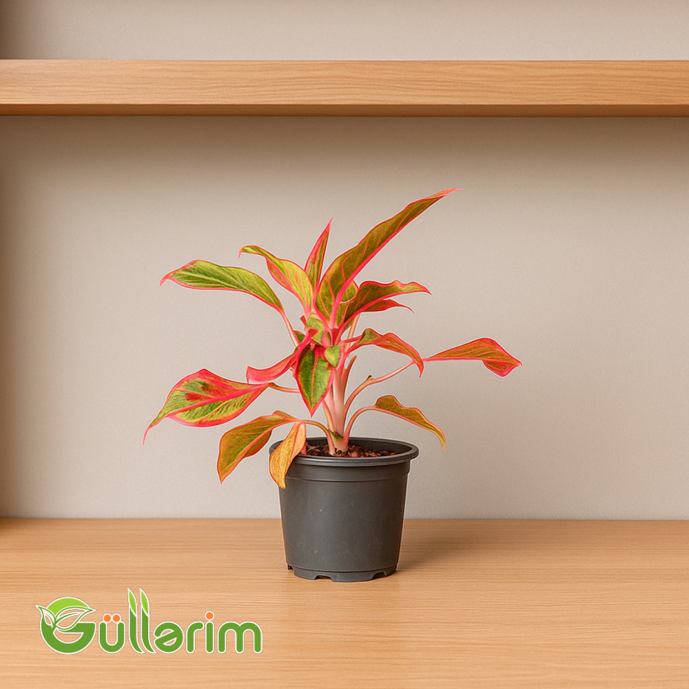 Aqlaonema (Çin həmişəyaşıl bitkisi )