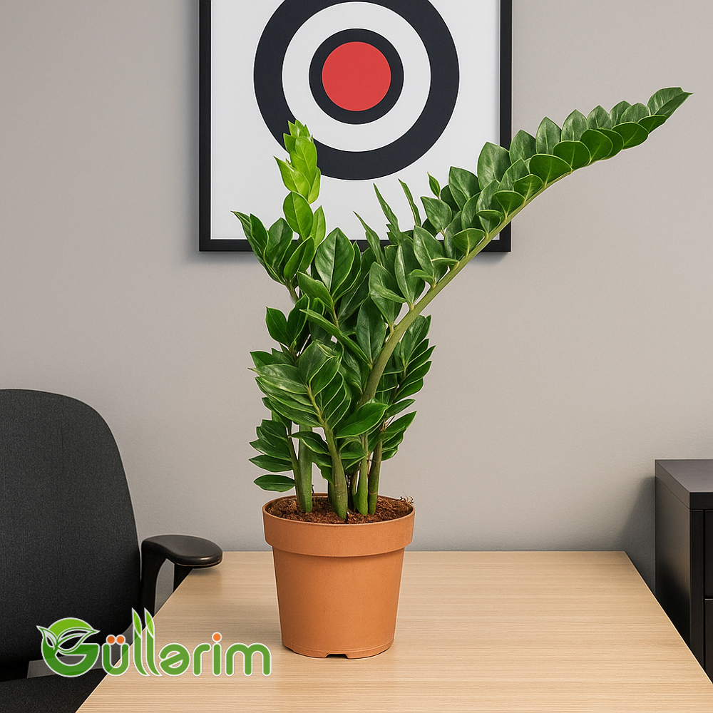 Zamioculcas zamiifolia (Pul Ağacı)