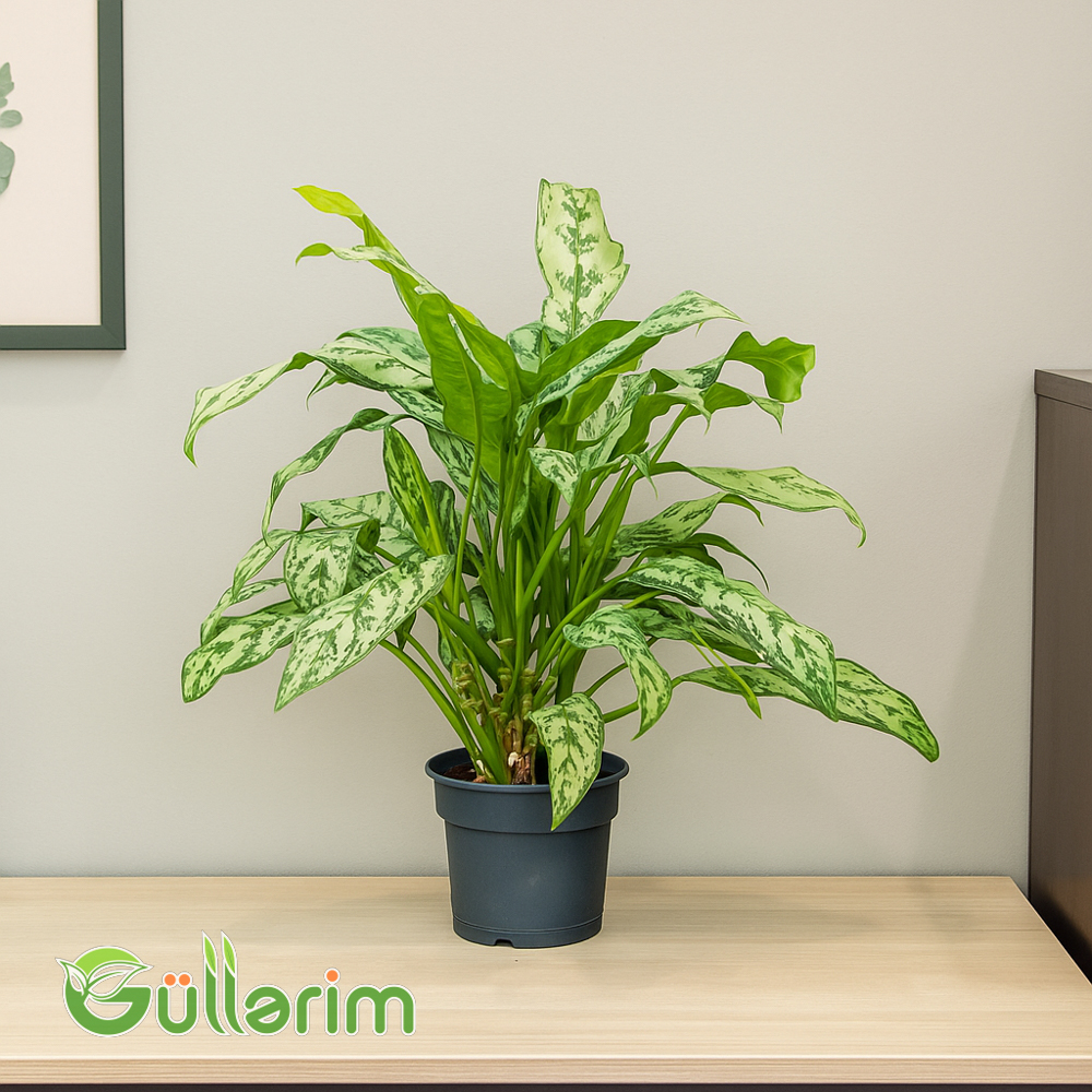 Aglaonema (Aqnolema)