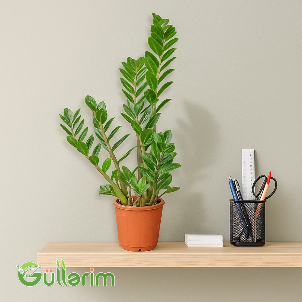 Zamioqulkas (Zamioculcas zamiifolia)
