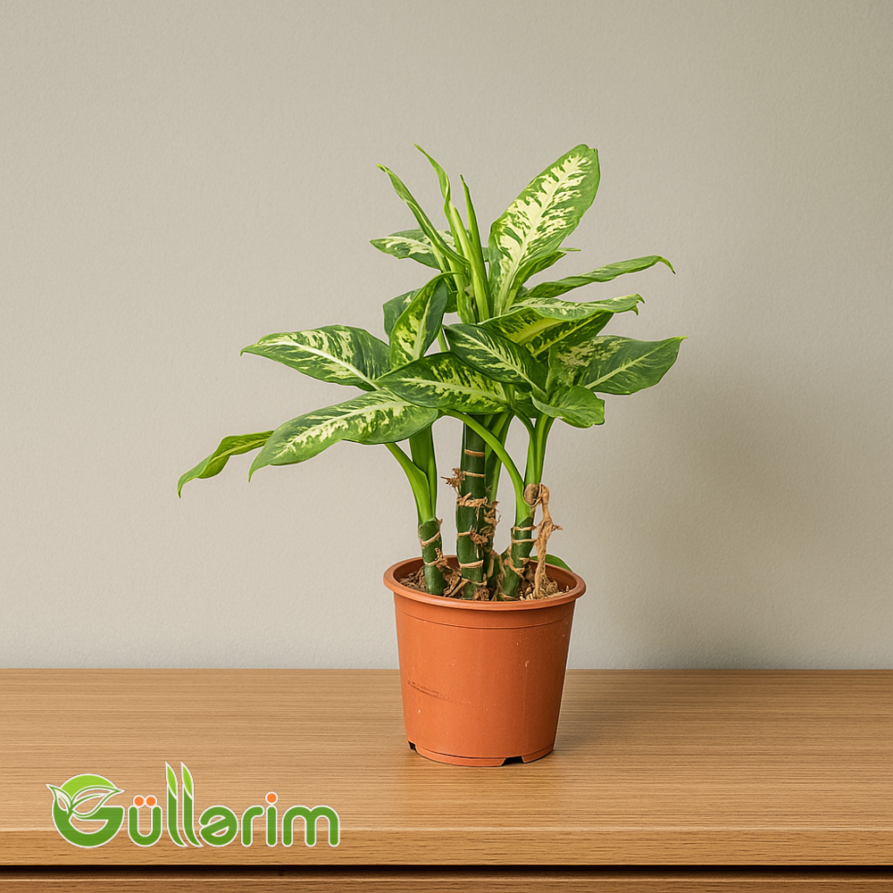 Difənbaxtiya(Dieffenbachia)