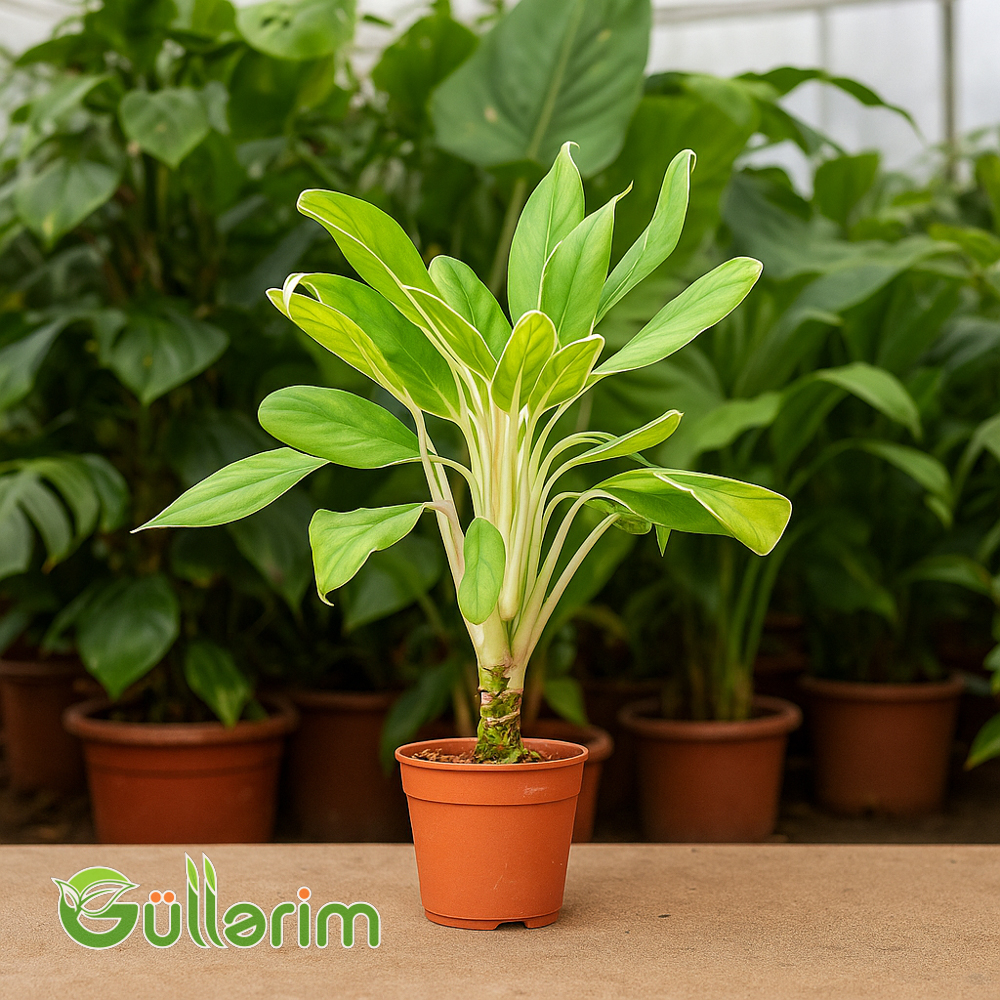 Philodendron White Wave (Filodendron Ağ Dalğa)