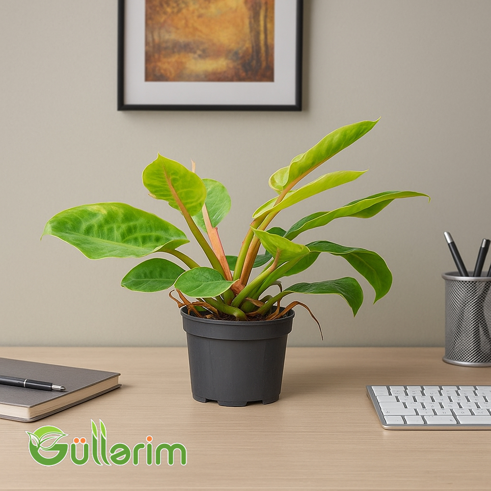 Dieffenbachia (Diffenbaxiya)