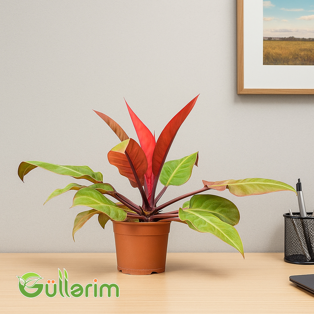 Philodendron Red Congo (Filodendron Qırmızı Kongo)