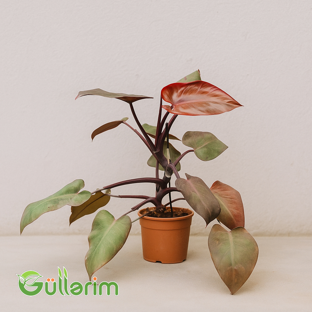 Philodendron Pink Princess (Filodendron )