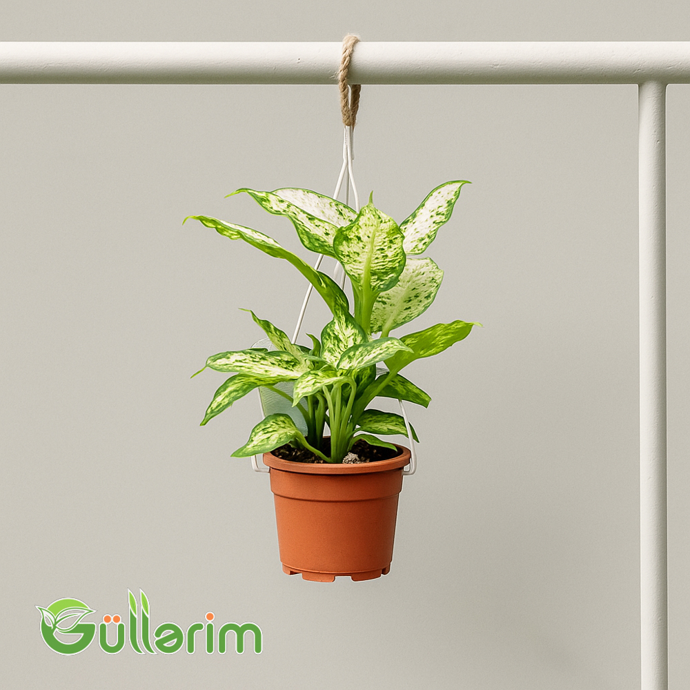 Dieffenbachia (Dieffenbaxiya )